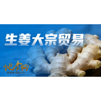 （大宗贸易）优质水洗面姜港口现货直供及大宗批发合作